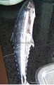 spanish mackerel