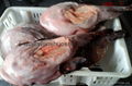 Monkfish gutted 2