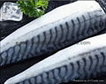  IQF Spanish Mackerel Fillets 4