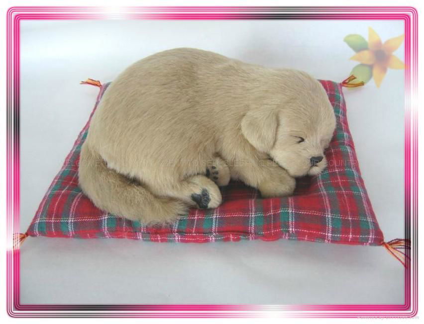 Sleeping Golden Retriever On Blanket,can move head when pet it