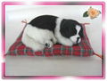 Sleeping Dog black and white colour on blanket