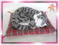 Sleeping Grey Cat On Blanket
