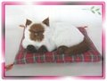 Sleeping Siamese Cat On Blanket