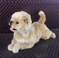 Licking Puppy,Cute Puppy Licking Tongue 3