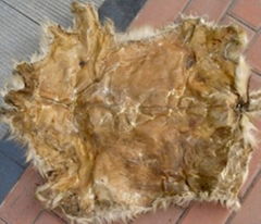 Dry goat skin