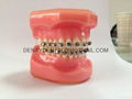 dental Teeth model tooth model teaching dental teeth