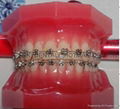 dental Teeth model tooth model teaching dental teeth 8