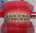 dental Teeth model tooth model teaching dental teeth