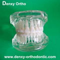 orthodontic model tooth model orthodontic braces teeth model 8