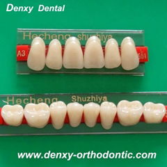 Denxy synthetic resin teeth posteriors resin teeth