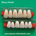 Denxy synthetic resin teeth posteriors resin teeth 2