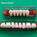 Denxy synthetic resin teeth posteriors resin teeth 4