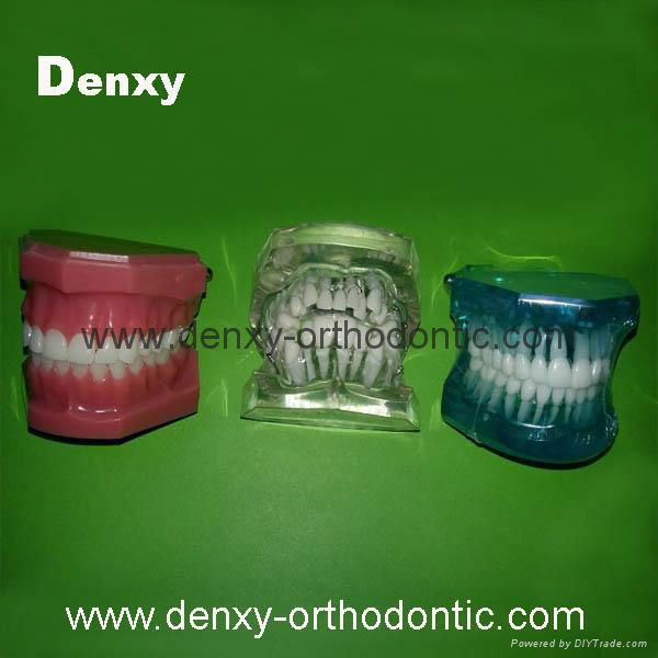 dental Teeth model tooth model teaching dental teeth 4