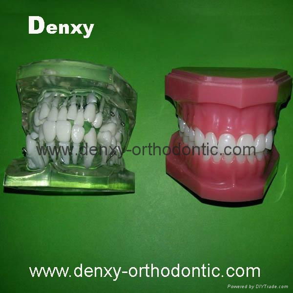 dental Teeth model tooth model teaching dental teeth 5