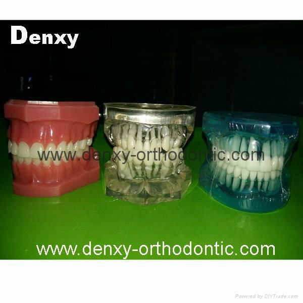 dental Teeth model tooth model teaching dental teeth 2