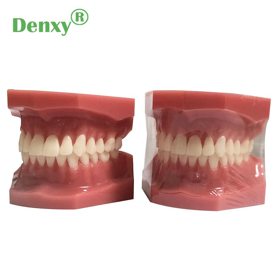 High Quality Dental Model Teeth Model Typodont Dental  3