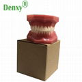 High Quality Dental Model Teeth Model Typodont Dental 