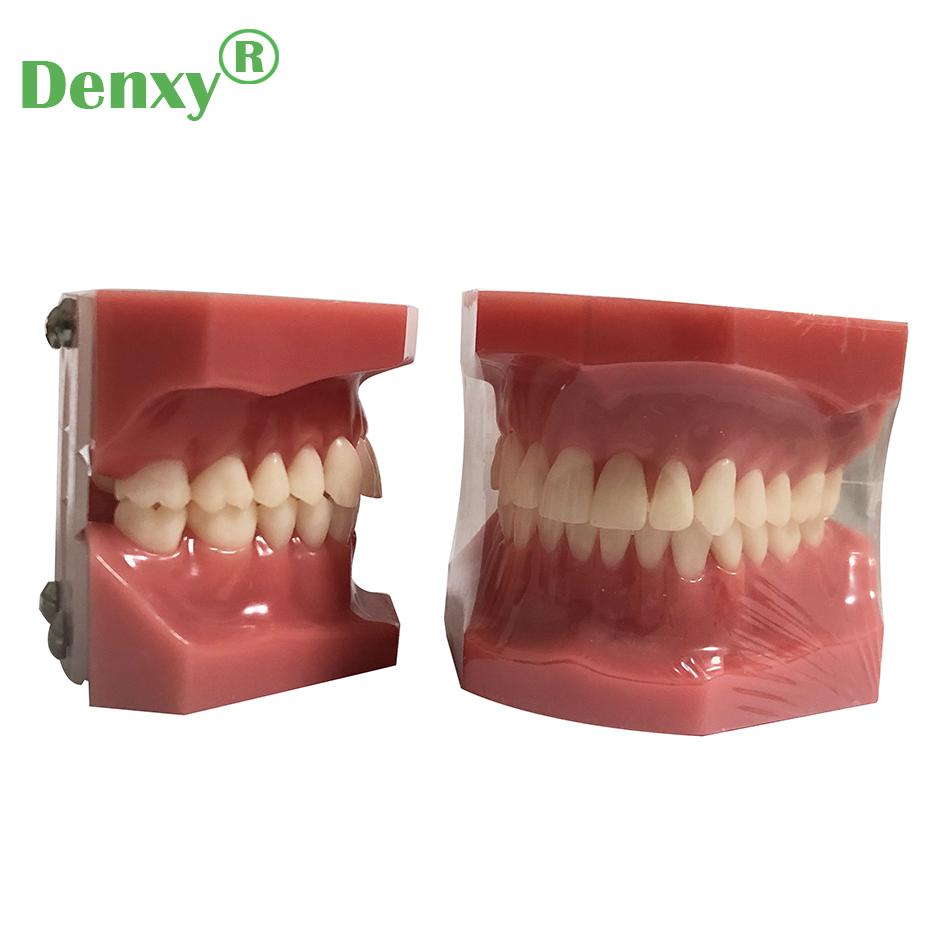 High Quality Dental Model Teeth Model Typodont Dental  5