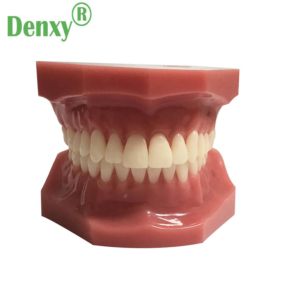 High Quality Dental Model Teeth Model Typodont Dental 