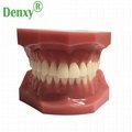 High Quality Dental Model Teeth Model