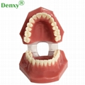 High Quality Dental Model Teeth Model Typodont Dental  6