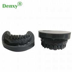 Denxy Dental Study Teeth Model Dental Teeth Model Typodont Dental Equipment