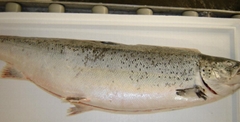 Atlantic Salmon