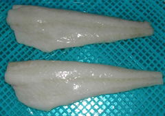 Atlantic Cod