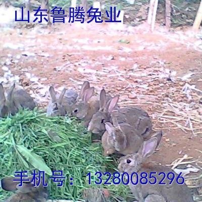 魯騰兔業大量供應優質獺兔 2
