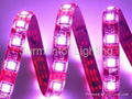 LED Strip SMD5050 60LED's/meter waterproof IP65