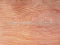 natural mahogany wood veneer sheet