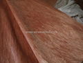 Rotary Cut Bintangor Wood Veneer Sheet 1