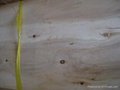 eucalyptus core veneer 1