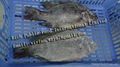 Frozen Black Tilapia 1