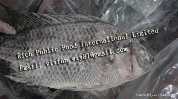 Frozen Black Tilapia Whole Round