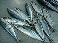 Frozen Mackerel（chub mackerel,pacific