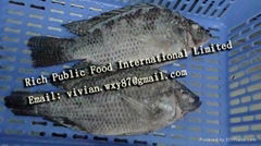 Frozen Black Tilapia Gutted and Scaled