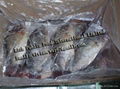 Frozen Black Tilapia Gutted Gilled Scaled 1