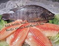 Frozen Black Tilapia Whole Round and