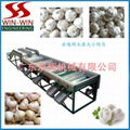 Garlic sorting machine 1