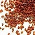 biOrganic Lawsoina inermis (Henna) Seeds