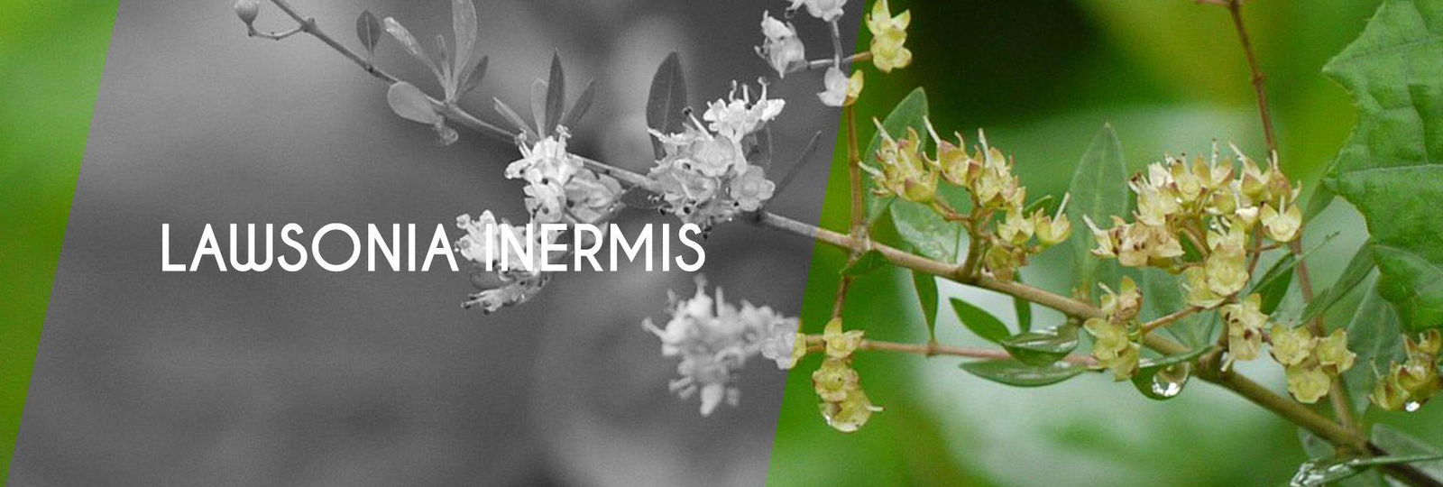 Lawsoina inermis ( Henna ) Litrature