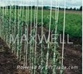 Fiberglass stakes for small trees and tomatoes