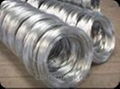 Galvanized Iron Wire  3