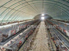 Chicken/Poultry Cultivation Greenhouse