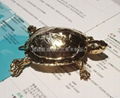 Gold-plated turtle ecological simulation