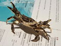 Gold-plated crab ecological simulation 1
