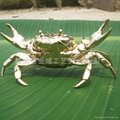 Gold-plated crab ecological simulation 3