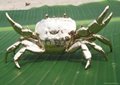 Gold-plated crab ecological simulation 4