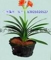 2023Guangzhou soilless cultivation ceramic 2